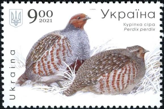 Grey Partridge (Perdix perdix)
