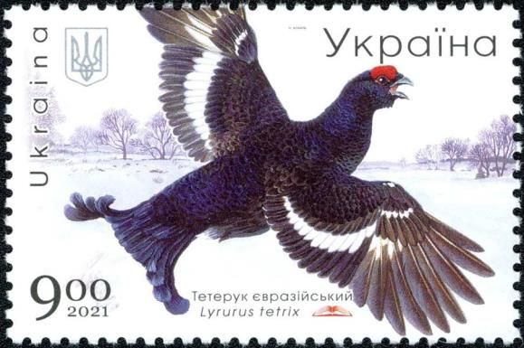 Black Grouse (Lyrurus tetrix)