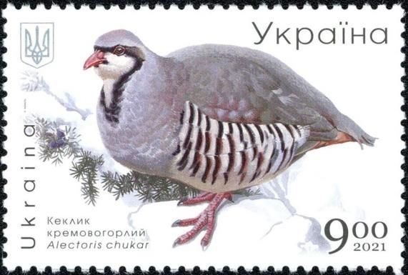 Chukar (Alectoris chukar)