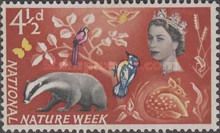 European Badger (Meles meles), Roe Deer (Capreolus capreolus