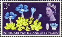 Spring Gentian