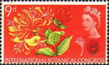 Honeysuckle (phosphor)