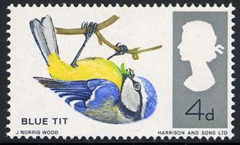 Blue Tit (Parus caeruleus)
