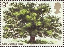 Oak Tree
