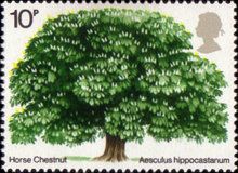 Horse Chestnut