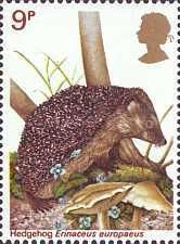 West European Hedgehog (Erinaceus europaeus)