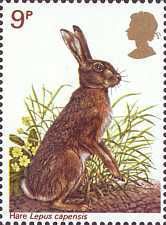 Cape Hare (Lepus capensis)