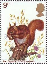 Eurasian Red Squirrel (Sciurus vulgaris)