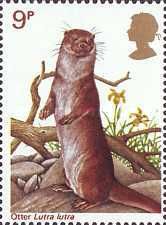 Eurasian Otter (Lutra lutra)