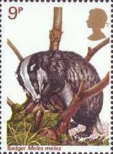 European Badger (Meles meles)
