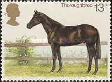 Thoroughbred (Equus ferus caballus)