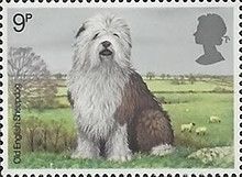 Old English Sheepdog - Bobtail (Canis lupus familiaris)