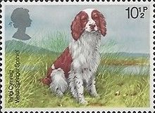 Welsh Springer Spaniel (Canis lupus familiaris)