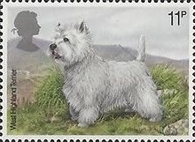 White Westhighland Terrier (Canis lupus familiaris)