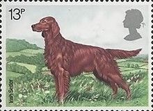 Irish Setter (Canis lupus familiaris)