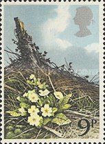Primrose (Primula vulgaris)