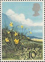 Daffodil