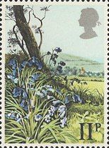 Bluebell