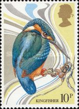 Common Kingfisher (Alcedo atthis)
