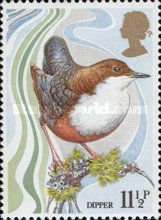 White-throated Dipper (Cinclus cinclus)