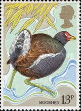 Eurasian Moorhen (Gallinula chloropus)