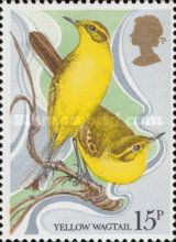 Yellow Wagtail (Motacilla flava)