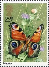 European peacock (Aglais io)
