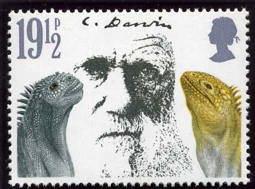 Marine Iguana (Amblyrhynchus cristatus), Darwin