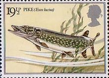 Northern Pike (Esox lucius)