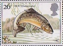 Brown Trout (Salmo trutta)