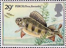 Eurasian Perch (Perca fluviatilis)