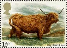 Highland Cow (Bos primigenius taurus)