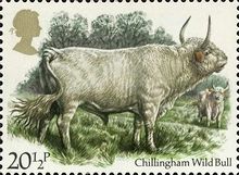 Chillingham Wild Bull (Bos primigenius taurus)