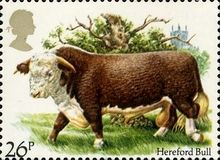 Hereford Bull (Bos primigenius taurus)