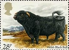 Welsh Black Bull (Bos primigenius taurus)