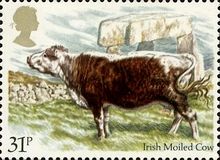 Irish Moiled Cow (Bos primigenius taurus)