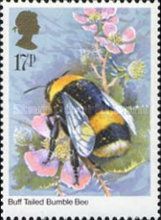 Buff-tailed Bumblebee (Bombus terrestris)