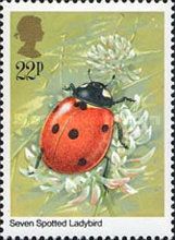 Seven-Spot Ladybird (Coccinella septempunctata)