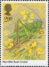 Wart-biter (Decticus verrucivorus)