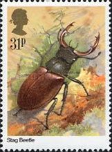 Stag Beetle (Lucanus cervus)