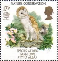 Common Barn Owl (Tyto alba)