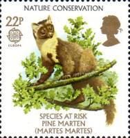 Pine Marten (Martes martes)