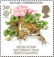 Natterjack Toad (Bufo calamita)