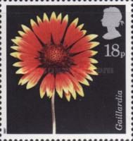 North American Blanket Flower - Gaillardia