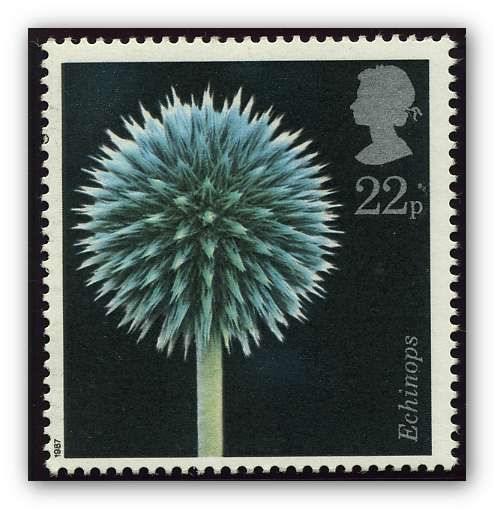 Globe Thistle