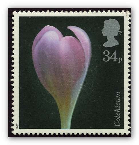 Autumn Crocus