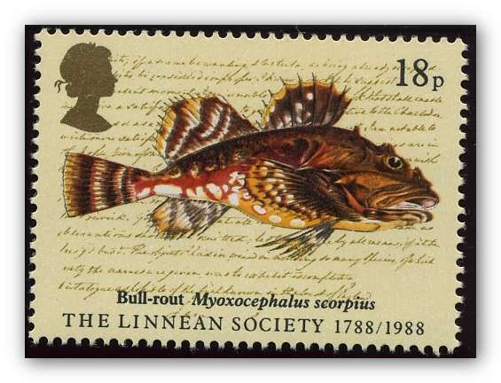 Bull-rout (Myoxocephalus scorpius)