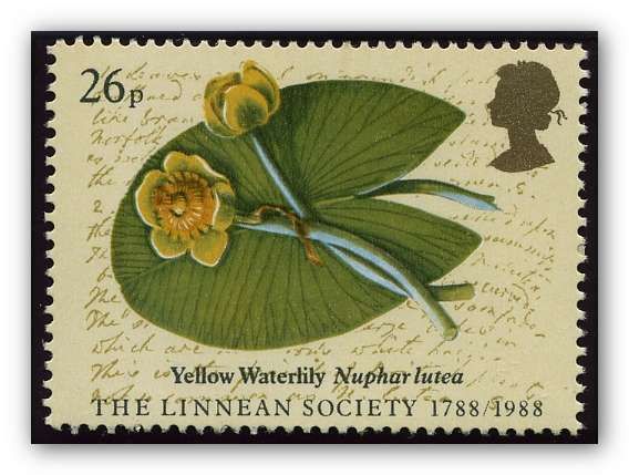 Yellow Water Lily (Nuphar lutea)