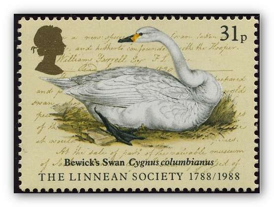 Bewick's Swan (Cygnus columbianus)