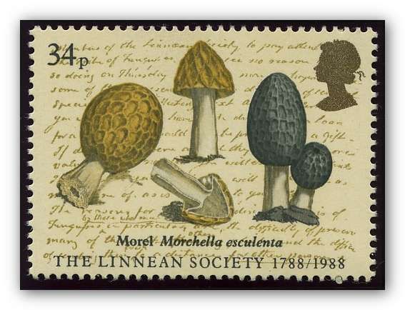 Morel (Morchella esculenta)